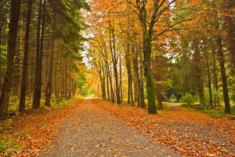 15. Autumn in Rossmore - Two roads diverge in a wood..jpg